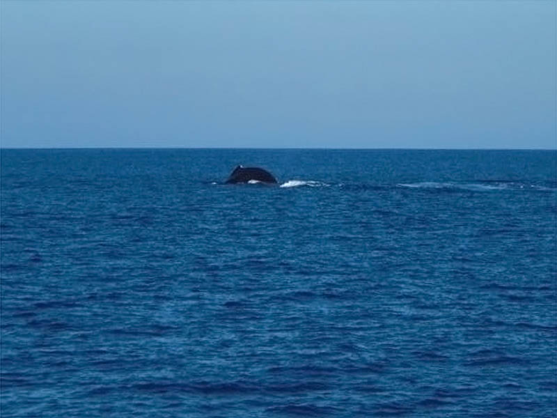 Wale auf Oahu